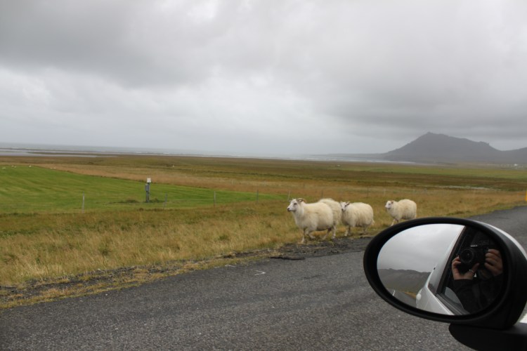 Iceland Route 1 IMG_2969