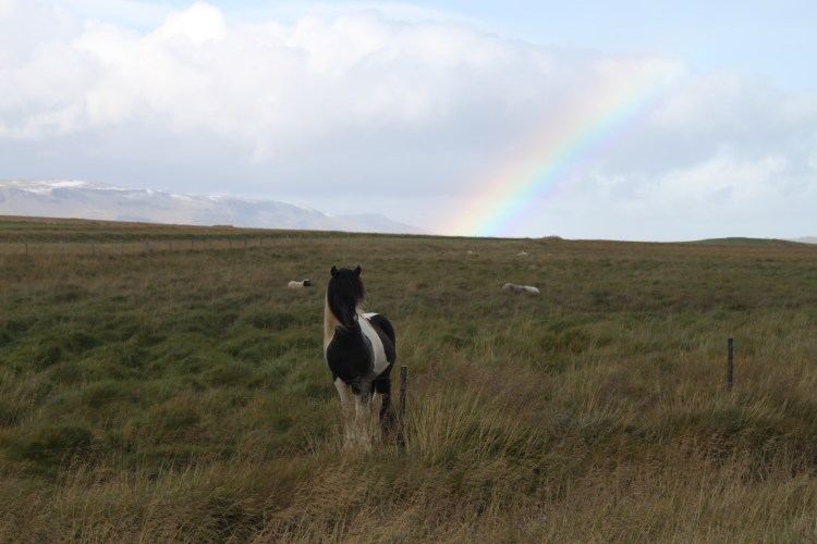 Iceland rainbow horse IMG_3169